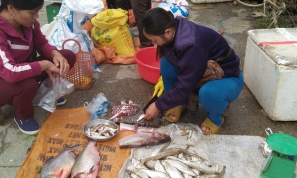 Lập lờ cá sông thành cá suối Sa Pa: Người mua mất tiền oan